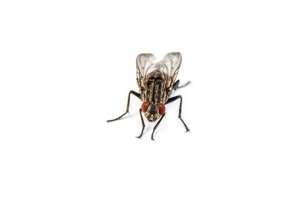 Fly isolated — Stock Photo, Image