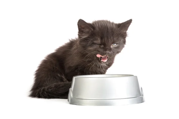 Kitten dranken melk — Stockfoto