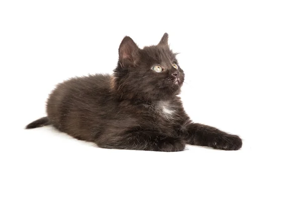 Søt, svart kattunge – stockfoto