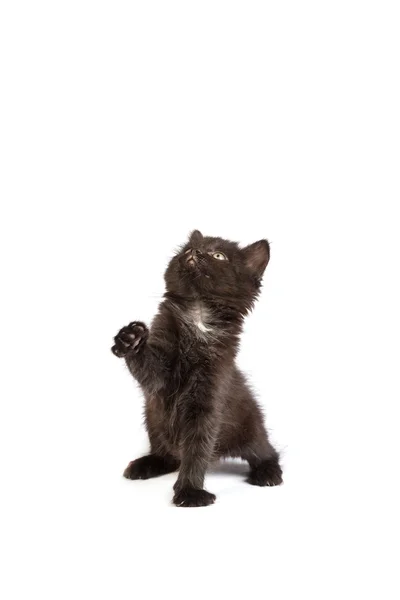 Lindo gatito negro — Foto de Stock