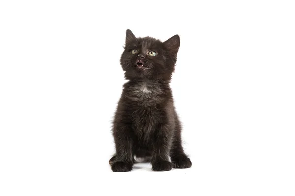 Chaton noir mignon — Photo