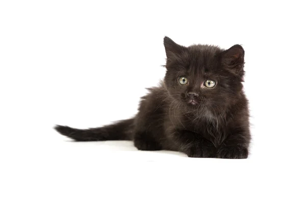 Lindo gatito negro — Foto de Stock