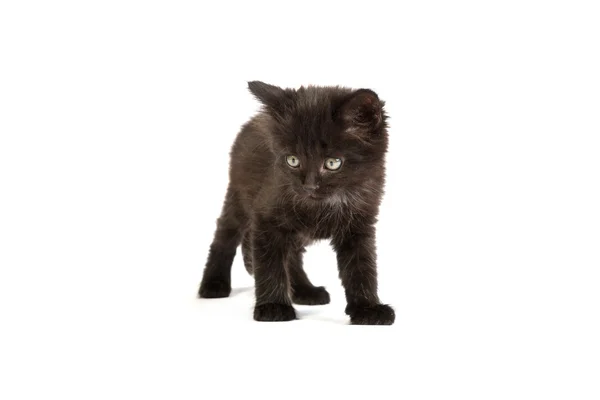 Cute black kitten — Stock Photo, Image