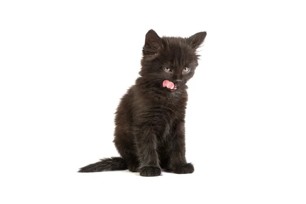 Gattino nero — Foto Stock