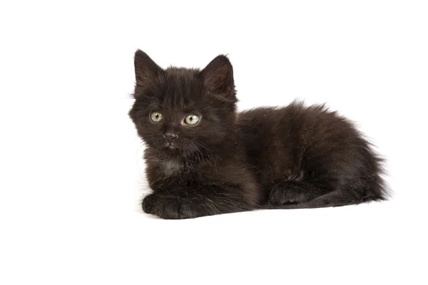 Cute black kitten — Stock Photo, Image