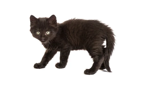 Cute black kitten — Stock Photo, Image