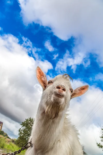 Cabra comiendo hierba — Foto de Stock