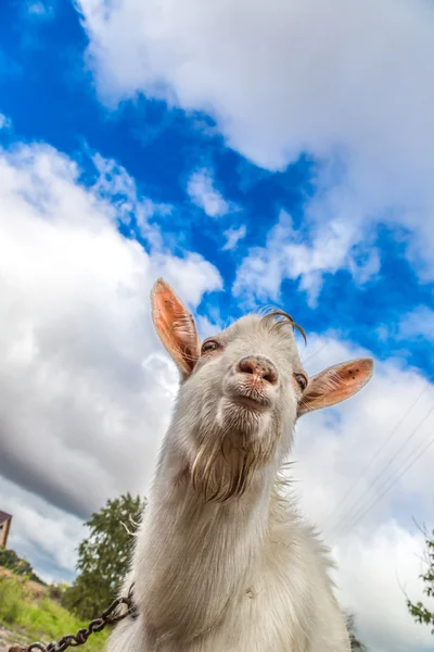 Goat eating grass — Stock Photo, Image