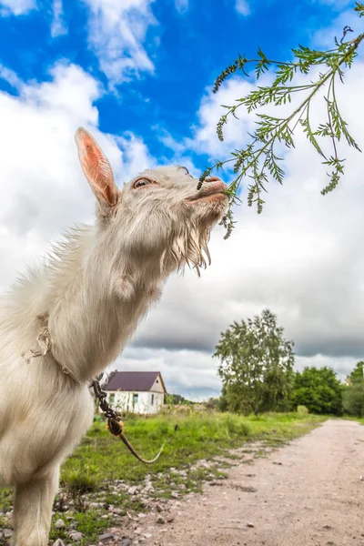 Goat eating grass — Stock Photo, Image