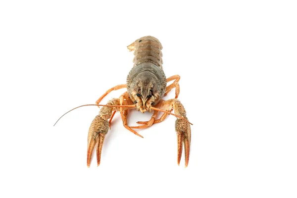 River raw crayfish — Stock Photo, Image