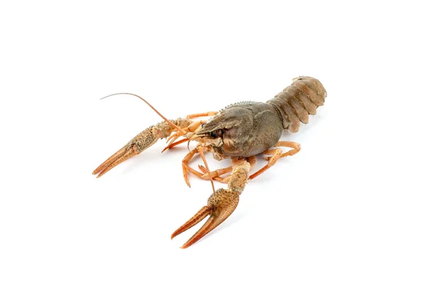 River raw crayfish — Stock Photo, Image