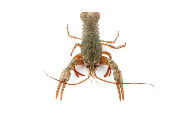 River raw crayfish — Stock Photo, Image