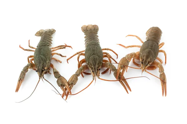 River raw crayfishes — Stock Photo, Image