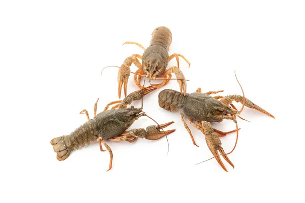 River raw crayfishes — Stock Photo, Image
