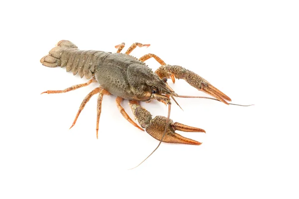 River raw crayfish — Stock Photo, Image