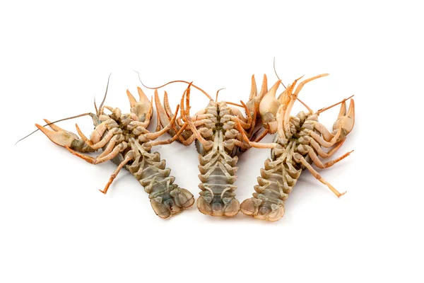 Οι πρώτες crayfishes ποταμού — Φωτογραφία Αρχείου