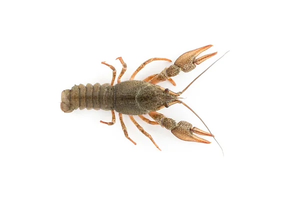 River raw crayfish — Stock Photo, Image