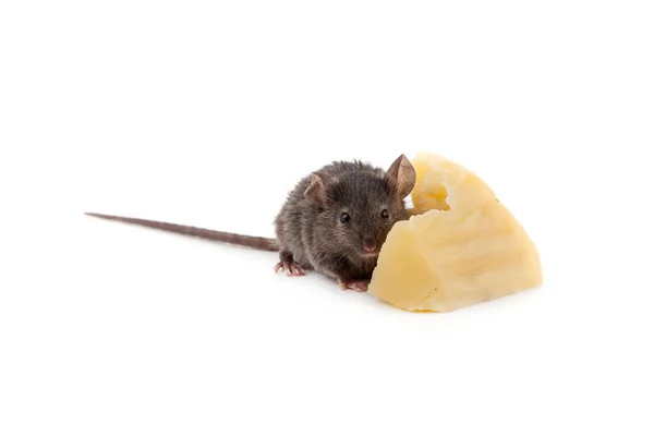 Mouse and cheese — Stock Photo, Image