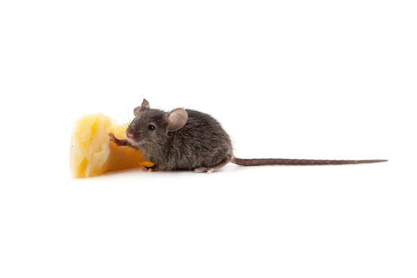 Mouse and cheese — Stock Photo, Image