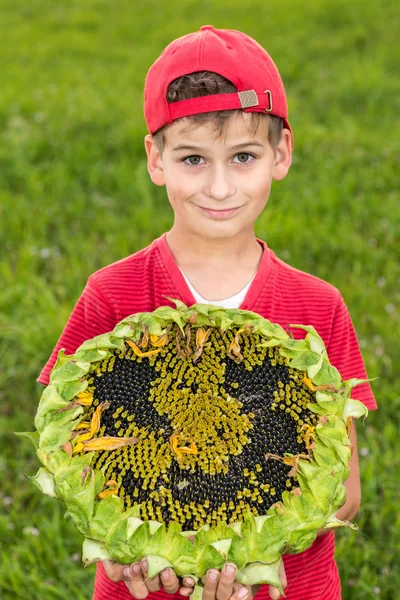 Boy holding sunflower — Stock Photo, Image
