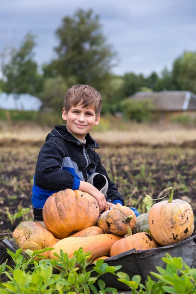 Boy with pumpkins — Stock Photo, Image