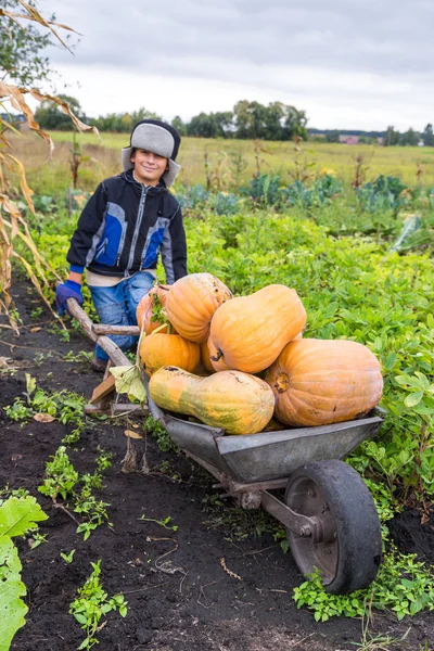 Boy with pumpkins — Stock Photo, Image