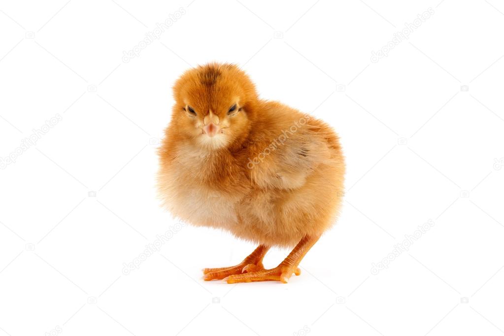 Yellow small chick