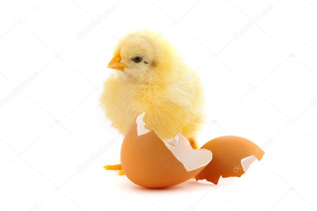 Yellow small chick