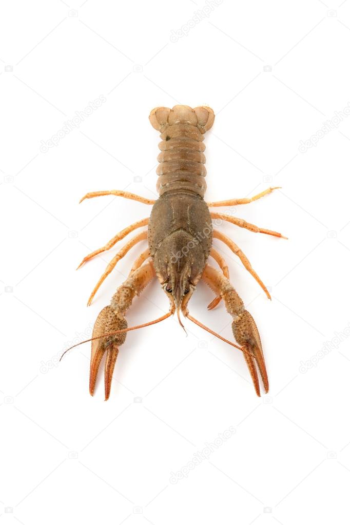 River raw crayfish