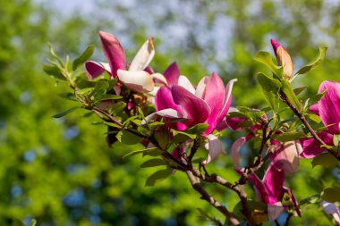 Manolya ağacı çiçeği