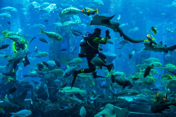 Huge aquarium in Dubai — Stock Photo, Image