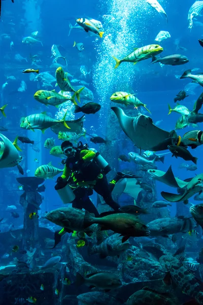 Aquário enorme em Dubai — Fotografia de Stock