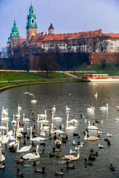 A Wawel-kastély és a wistula — Stock Fotó