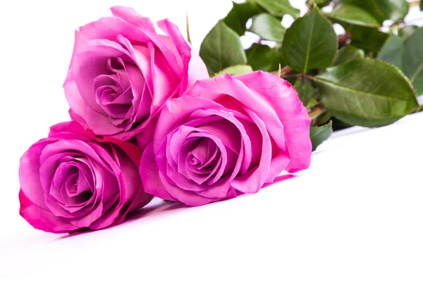 Rosas rosadas frescas — Foto de Stock