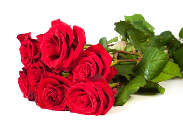 Rose rosse fresche — Foto Stock