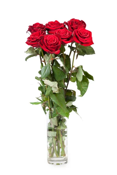 Rose rosse — Foto Stock