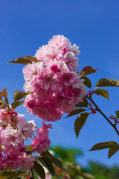 Güzel kiraz çiçeği — Stok fotoğraf