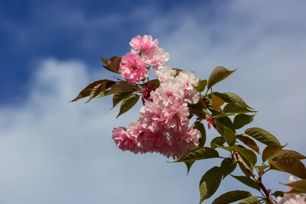 Bello fiore di ciliegio — Foto Stock