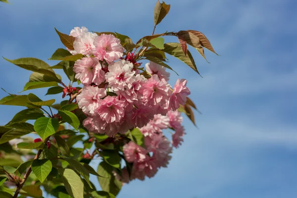 Krásný třešňový květ — Stock fotografie