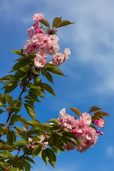 満開の桜 — ストック写真