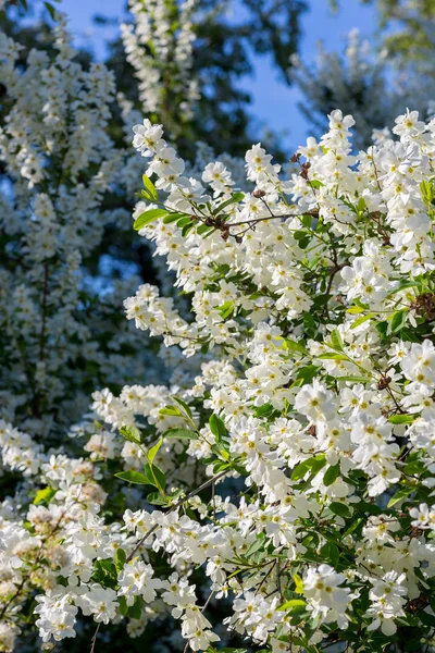 Kirschblüten — Stockfoto