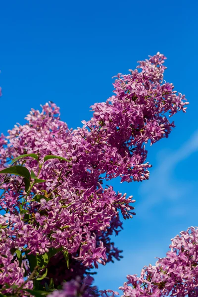 Purpurfliederbusch — Stockfoto