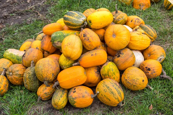 Pumpkins in patch — Stock Photo, Image