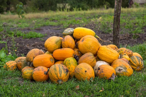 Pumpkins in patch — Stock Photo, Image