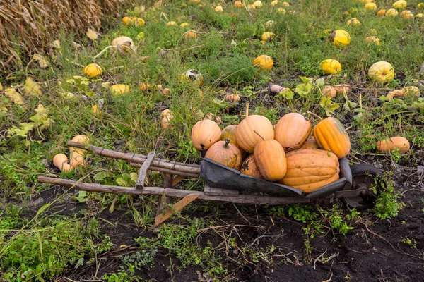 Pumpkins in pumpkin patch — Stock Photo, Image