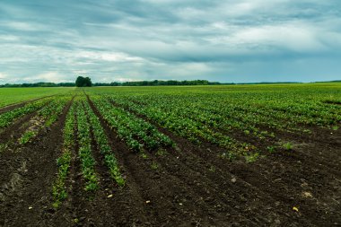 kırmızı pancar alan