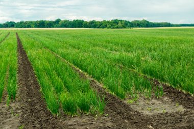 soğan ile tarım alanı