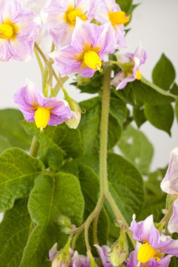 yaprakları ile patates