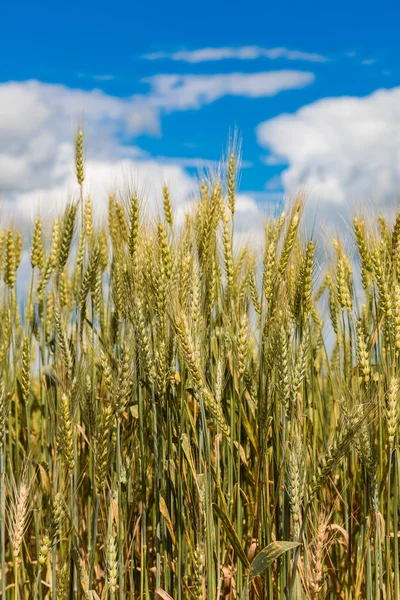 Wheat field — Stock Photo, Image