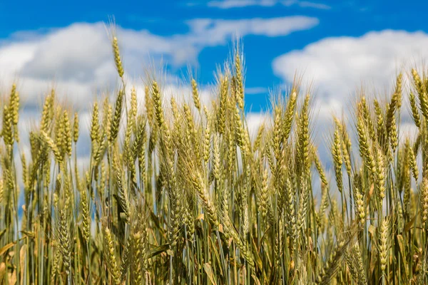 Wheat field — Stock Photo, Image